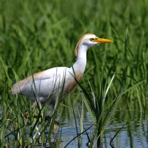 Cattle Egret - Facts, Diet, Habitat & Pictures on Animalia.bio