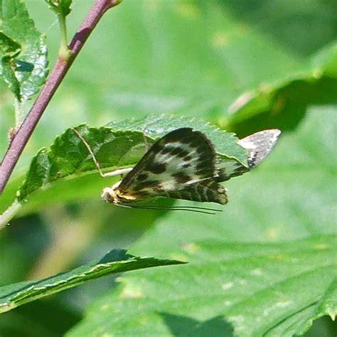 Brennnesselz Nsler Brennnesselz Nsler Anania Hortulata Flickr