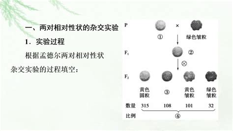 高中生物人教版 2019必修2《遗传与进化》第2节 孟德尔的豌豆杂交实验（二）课文配套课件ppt 教习网课件下载