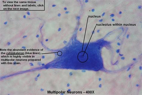 Neuron Microscope 400x