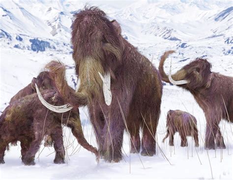 From Dire Wolves To Giant Bears Meet The North American Animals Of The