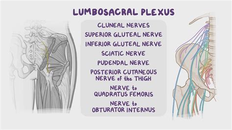 Nerves Of Gluteal Region