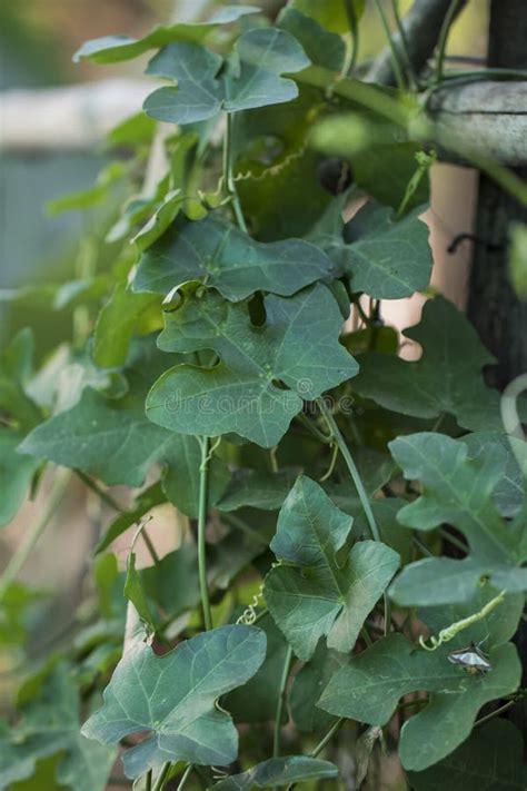 Close Up Ivy Gourd Plant Stock Image Image Of Coccinia 171038923