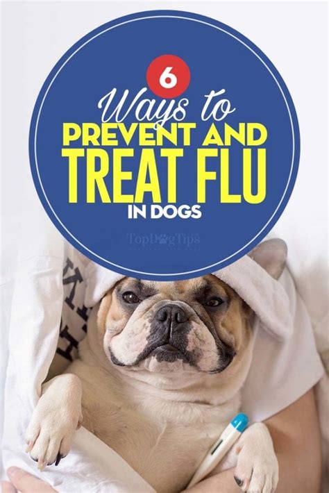 Dog Flu Symptoms And 6 Ways To Prevent And Treat Canine Influenza