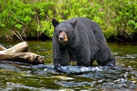 10 black bear facts! | National Geographic Kids