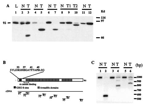 Somatic Mutations Of The Catenin Gene Are Frequent In Mouse And Human