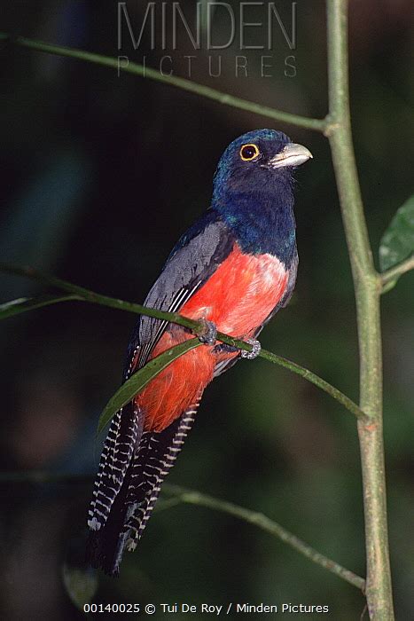 Blue-crowned Trogon stock photo - Minden Pictures