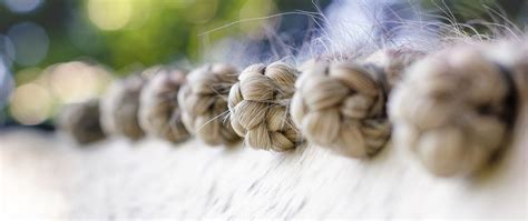 perfect competition plaits  suit  horse elite equine livery