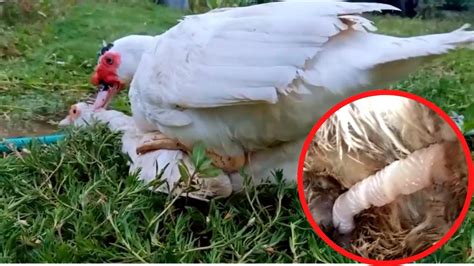 Amazing Muscovy White Duck Mating Slow Motion Youtube