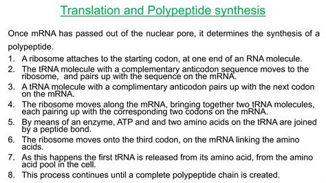 Protein Synthesis In Prokaryotes And Eukaroytes Ppt