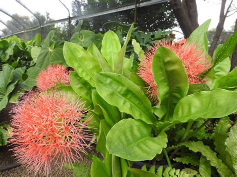 Scadoxus Multiflorus Blood Lily Suncoast Tropicals