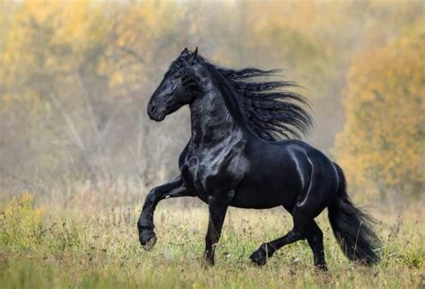 60 curiosidades sobre os cavalos muito interessantes