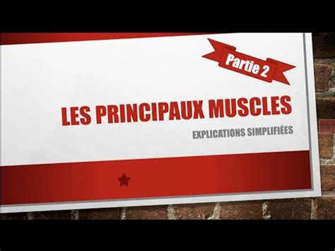 Comment Fonctionnent Les Muscles Partie 2 YouTube