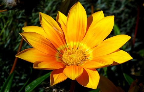 Gazania Flor Naturaleza El Foto Gratis En Pixabay