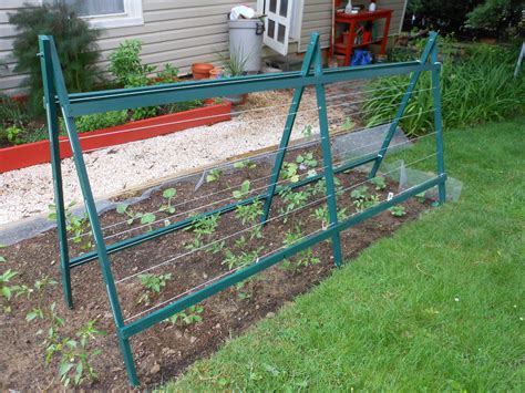 Summer Squash Trellis In Preparation I Finished Two Important Tasks