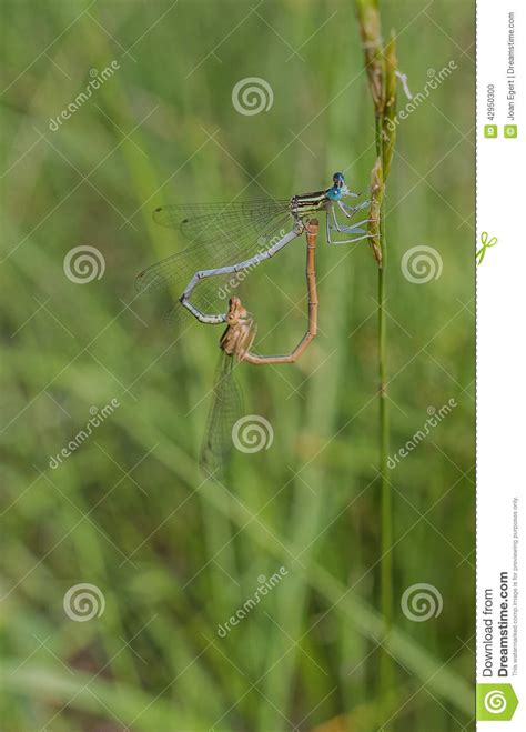 Mating Couple Of Blue Tailed Damselfly Stock Photo Image Of Forming