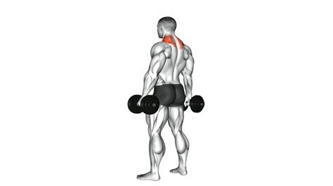 Shrug (Dumbbell) - How to Instructions, Proper Exercise Form and Tips | Hevy Exercise Library