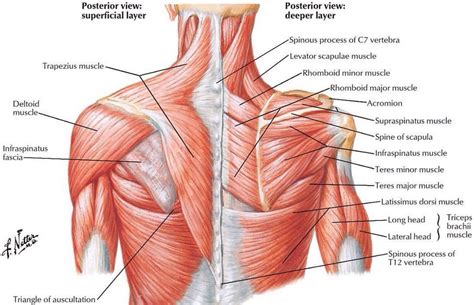 Muscoli Del Dorso Atlante Anatomia Netter Deambulatore Subito