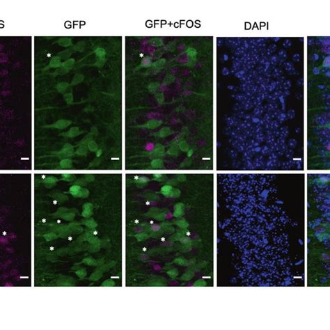 Tcf Deletion In Adult Excitatory Neurons Increases Cfos Activity A B