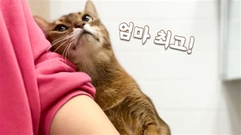 고양이와 집사 삶의 질 높이는 방법 고양이 오줌냄새 털 제거 쌉가능 Youtube