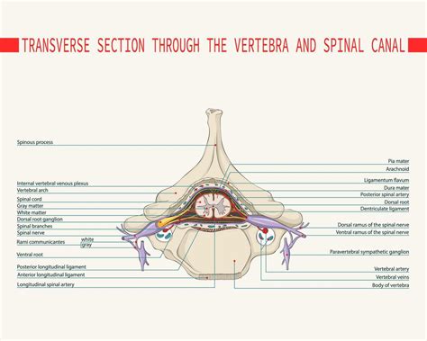 spinal cord cross section diagram table    spinal cord