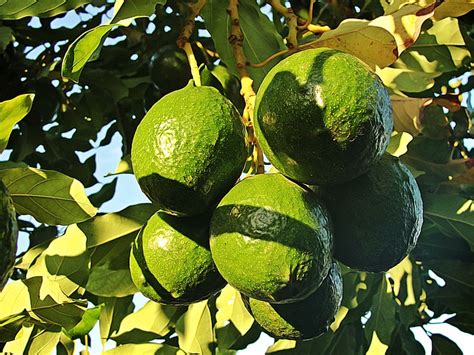 Cu Nto Tarda Un Aguacate En Dar Fruto Tienes Que Saber Esto