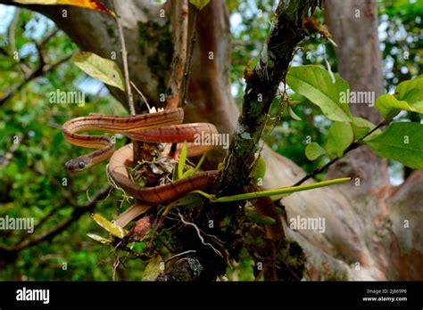 White Spotted Cat Snake Boiga Drapiezii In A Tree Siberut Mentawai