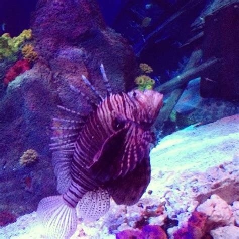 #spiky #fish #sealife #scotland Seahorses, Spiky, Sealife, Under The ...