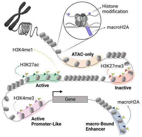 Macroh A Histone Variants Modulate Enhancer Activity To Repress