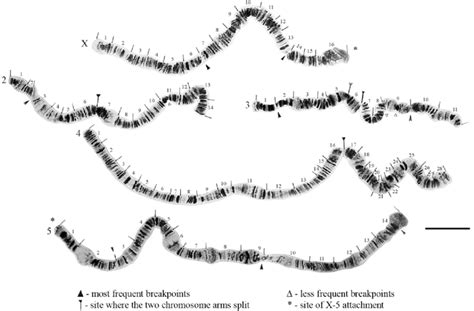 Photomicrographic Map Of Drosophila Annulimana Polytene Chromosomes In