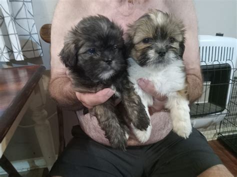 Shih Tzu Puppies For Sale | Cullman, AL #537472 | Petzlover