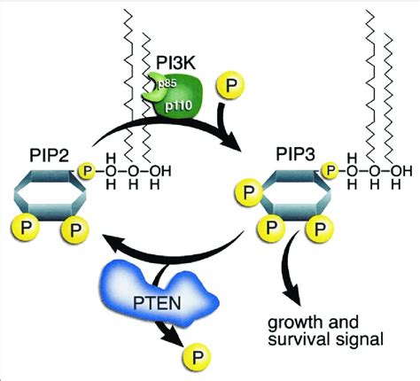 Pten Blue A Lipid Phosphatase Phosphoinositide Kinase Pi K