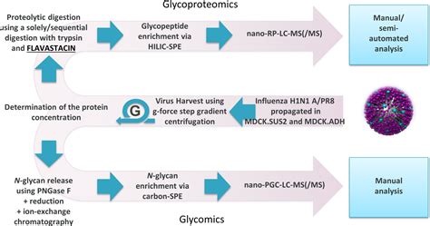 Comprehensive N‐glycosylation Analysis Of The Influenza A Virus