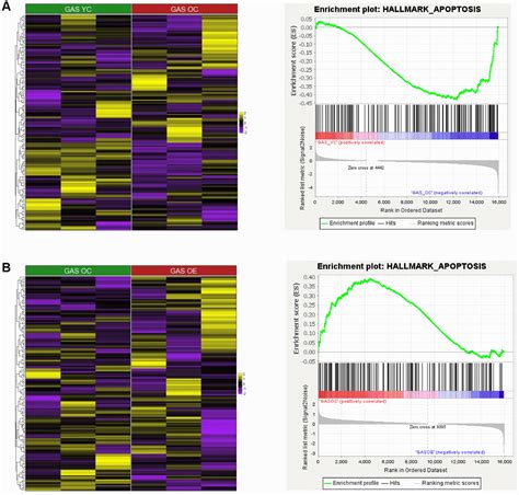 Muscle Fiber Type Dependence Effect Of Exercise On Genomic Networks In