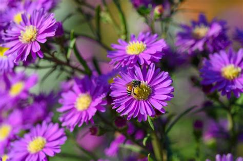 You Can Sow Asters Indoors To Harden Off, Or Directly Outdoors In A ...