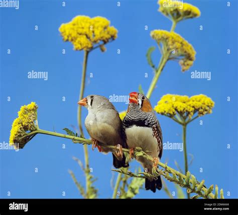 Zebra Finch Taeniopygia Guttata Pair Standing On Branch Stock Photo