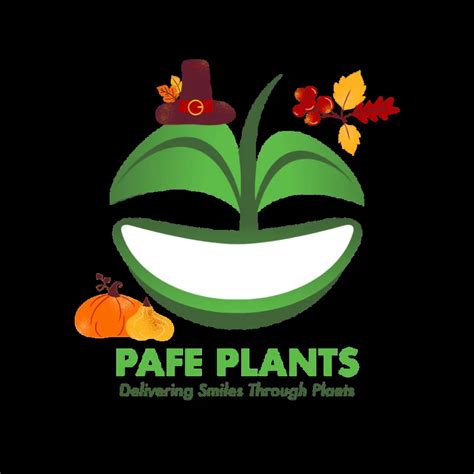 Large ZZ Plant – Online Plant Store | Shop Live Inventory