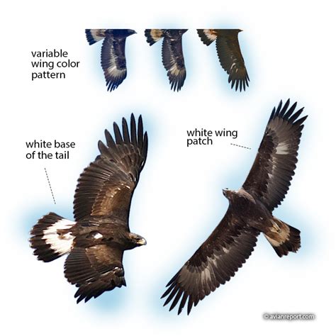 What Does A Golden Eagle Look Like Avian Report