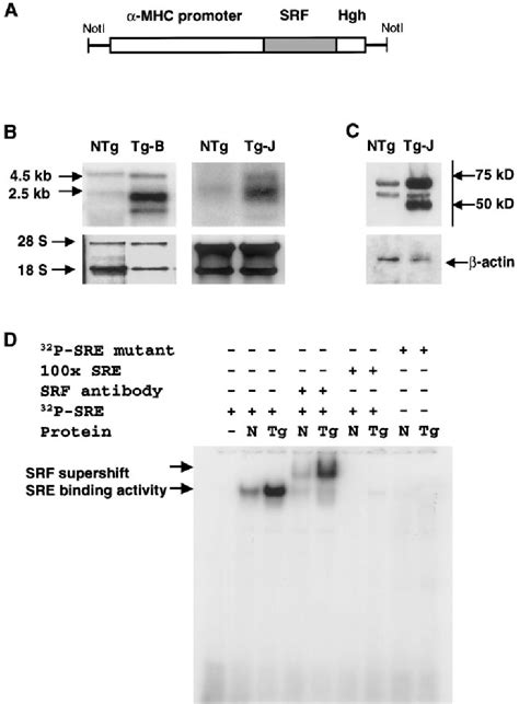 Figure From Cardiomyopathy In Transgenic Mice With Cardiac Specific