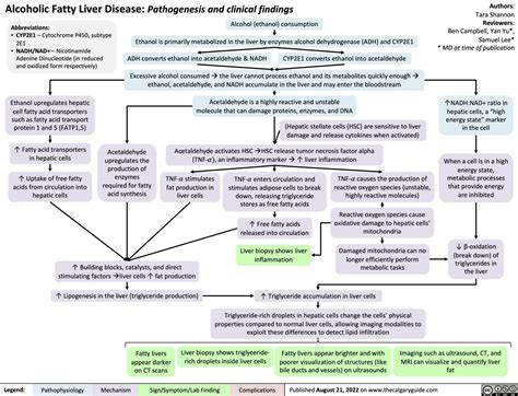 Alcoholic Fatty Liver Disease: Pathogenesis and clinical findings ...