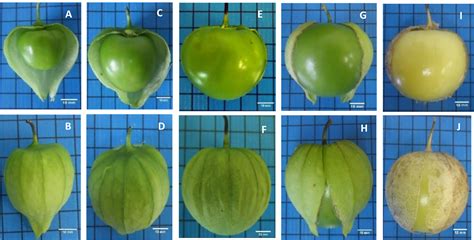 SciELO Brasil MATURATION STAGES OF FRUITS AND PHYSIOLOGICAL SEED