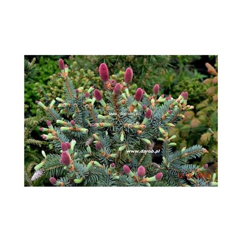 Picea Pungens Hermann Naue