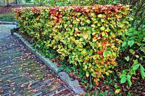 Pruning beech hedges: why, when & how? | MOOWY