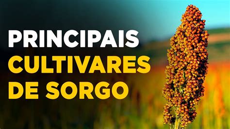 CONHEÇA OS DIFERENTES TIPOS DE CULTIVARES DE SORGO YouTube