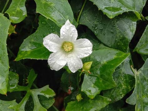 Coccinia Grandis White Flower Blooming with Green Leaves on Tree in the Garden. Stock Photo ...