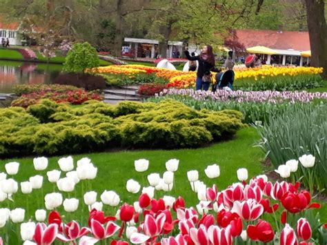 Fantastis 23+ Gambar Kebun Bunga Tulip Di Belanda - Gambar Bunga Indah