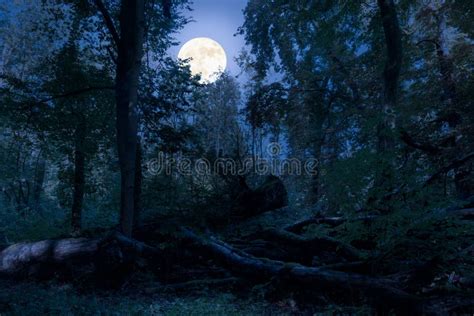 At Night In The Forest With A Romantic Blue Full Moonlight Stock Photo