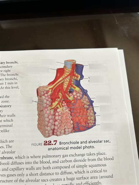 Bronchiole And Alveolar Sac Anatomical Model Photo Diagram Quizlet