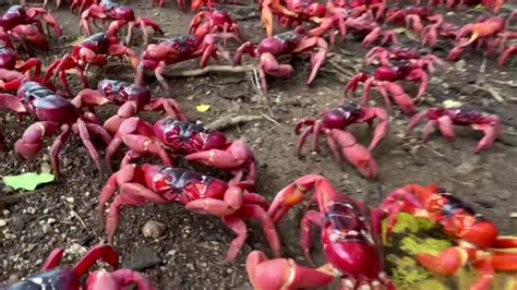 Icymi Millions Of Red Crabs Are Emerging From The Center Of Christmas Island For Their Annual