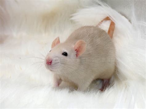 Beige Fawn Rat Variety Guide